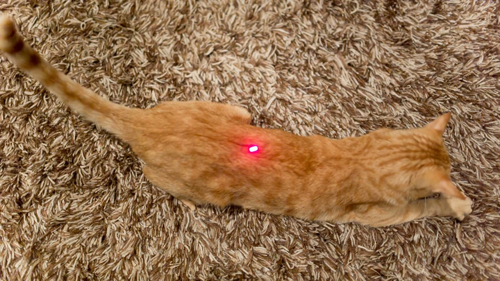 Utilizzo di puntatore laser per gatti